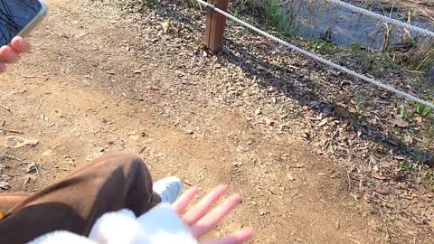 히사키 - [클립]쪼이 꼼모리 벚꽃구경