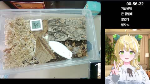 골든햐무스타 - [클립]얘들아~건강하게자라라~ X스도 많이하구~