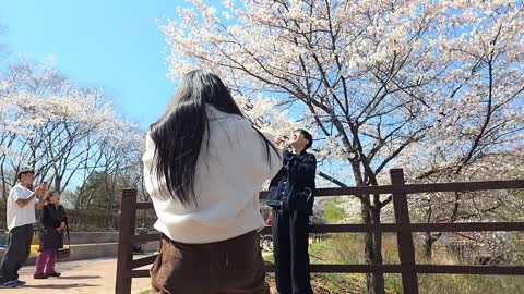 히사키 - [클립]쪼이 모리 벚꽃구경