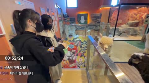 [클립]팬미팅하는 깐숙이와 파니 / 격하게 반겨주는 염소와 알파카 [강씨세가 여행]